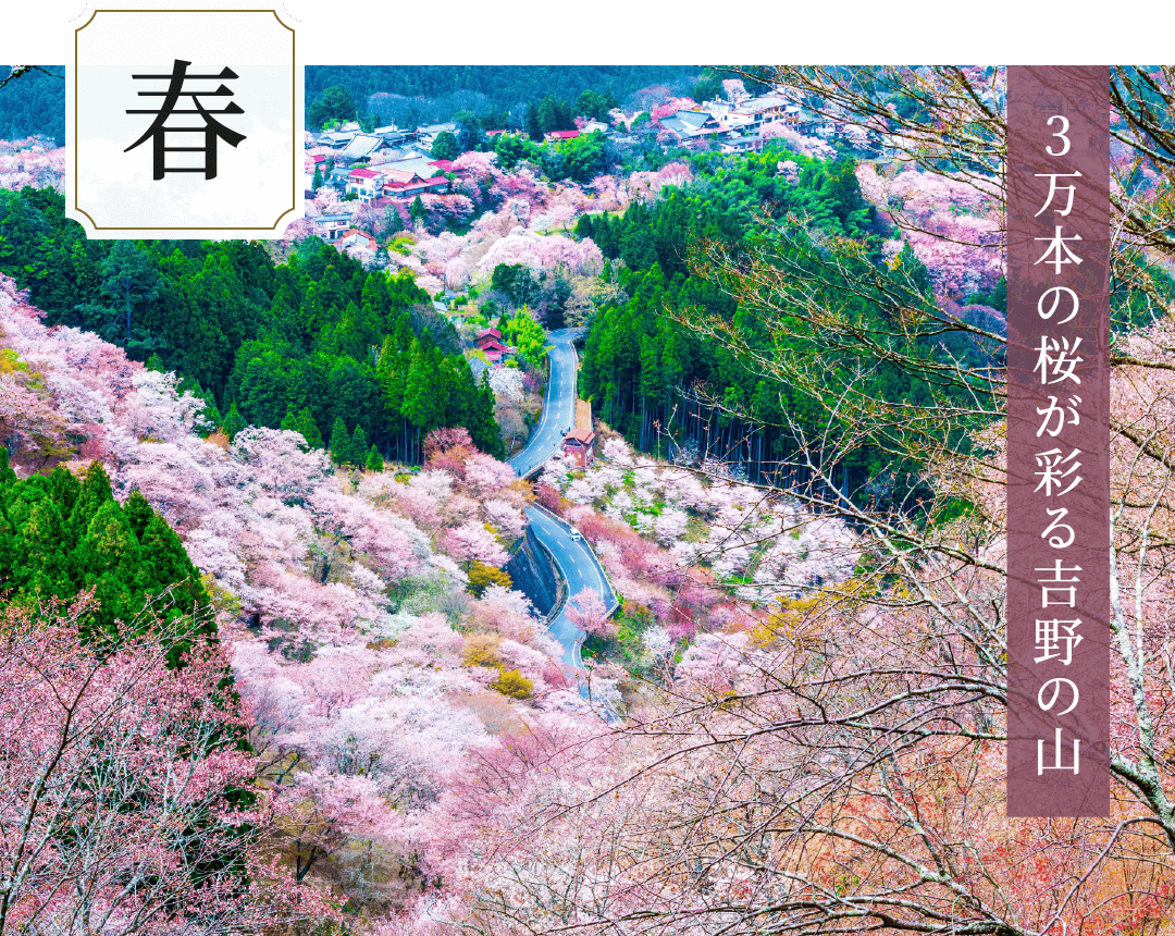 春 3万本の桜が彩る吉野の山