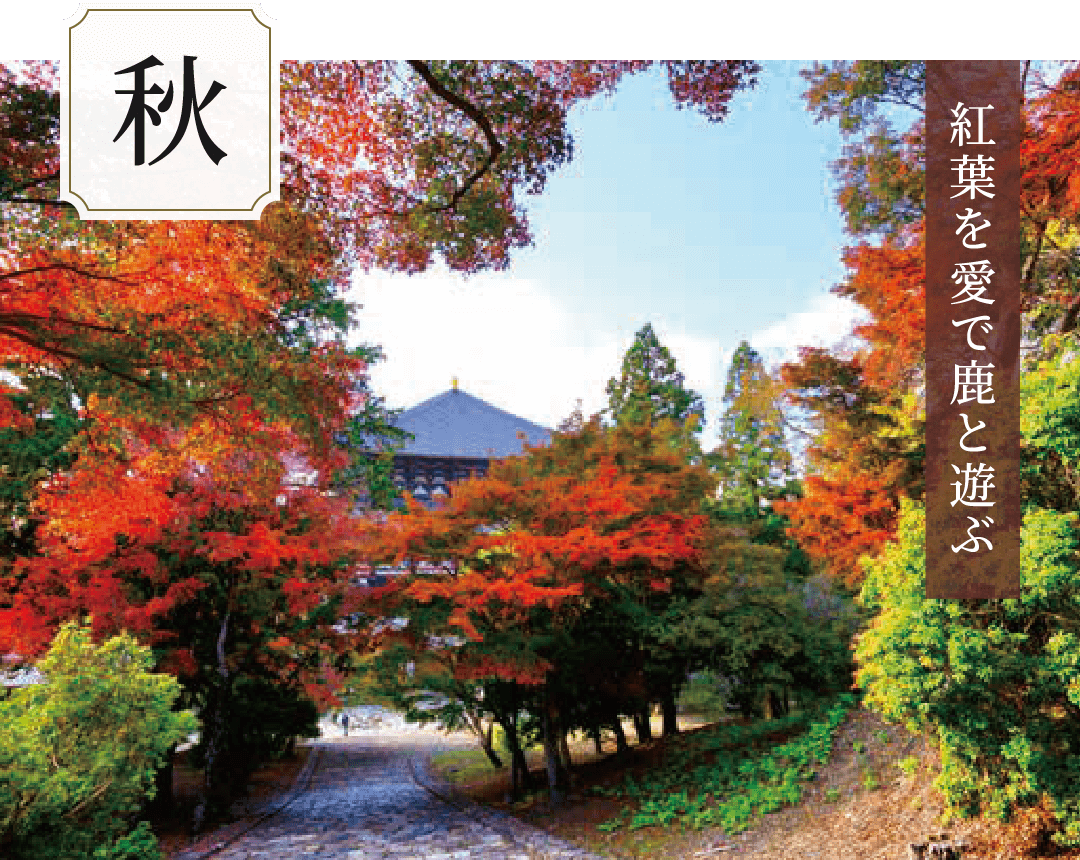 秋 紅葉を愛で鹿と遊ぶ