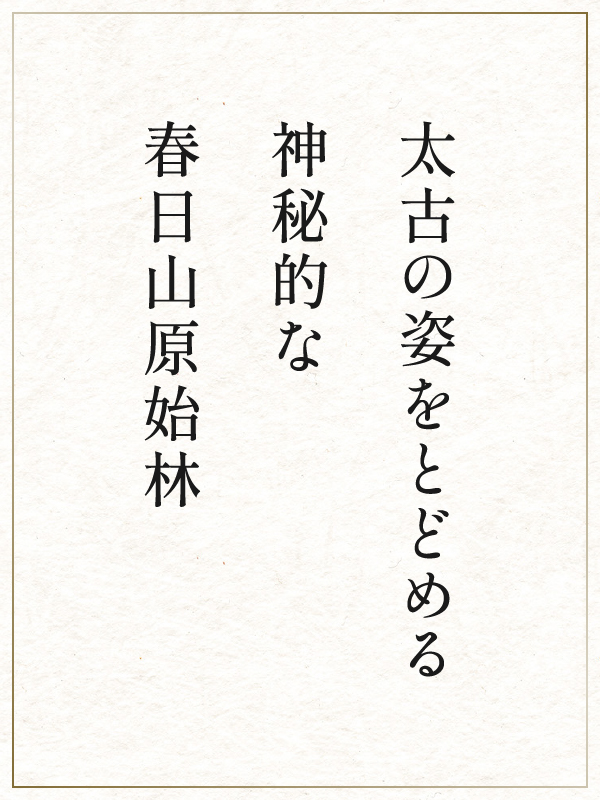 太古の姿をとどめる神秘的な春日山原始林
