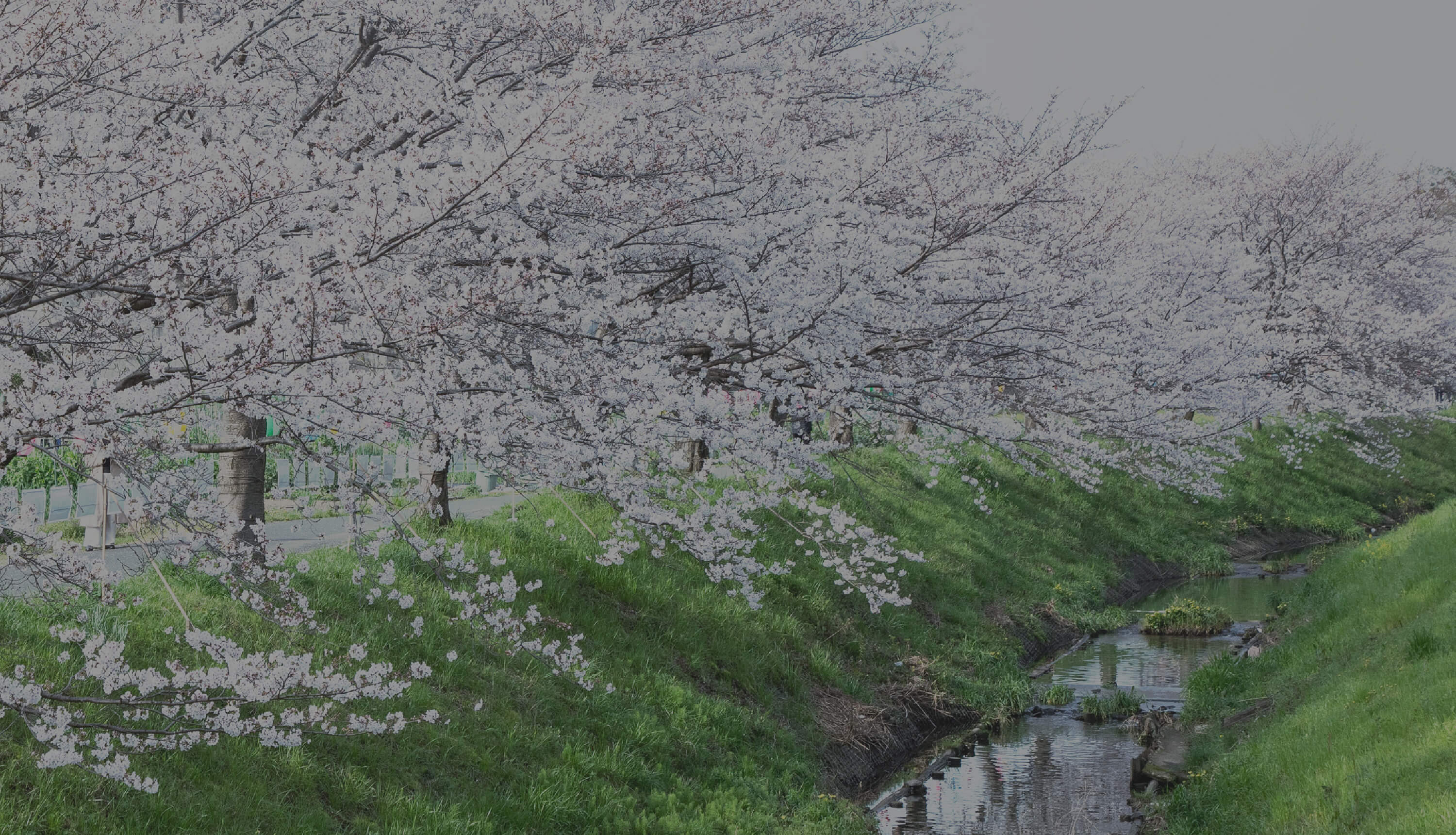 秋篠川沿いの桜